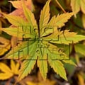 Hack The Planet 489 on 4-20-24 - Theme of 420 artwork