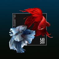 Little by Little - Shapeshifter & The Upbeats track artwork