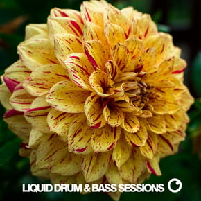 Liquid Drum & Bass Sessions Vol 11 by Dreazz Cover Art