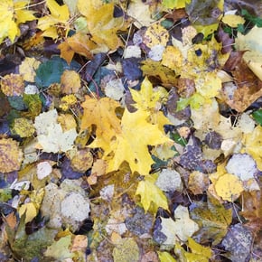 Yellow Leaves by Muffler Cover Art