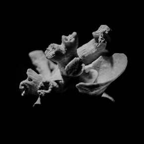 Corals EP by HLZ Cover Art