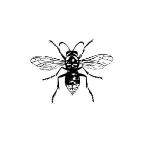 Hornet by TMSV Cover Art