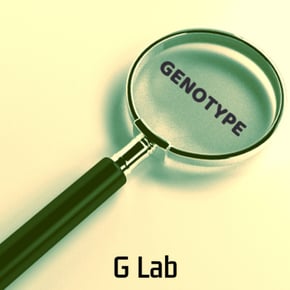 Magnify by Genotype Cover Art