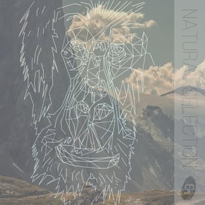 Natural Selection by Primate Cover Art