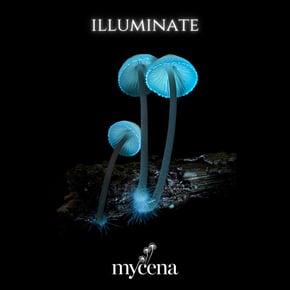 Mycena Media - Illuminate by Atlantic Connection Cover Art
