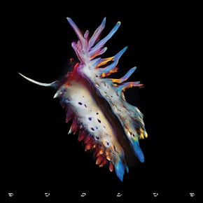 Evolve by Sub Focus Cover Art