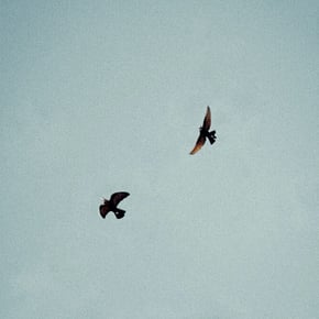 Birds Of A Feather by Nathan Smoker Cover Art