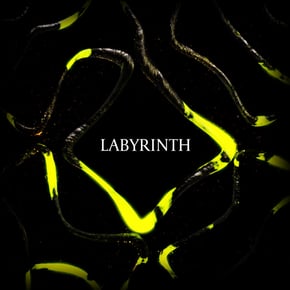 Labyrinth by Lexurus Cover Art