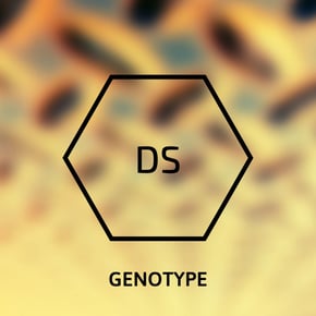 Pure Dirt by Genotype Cover Art
