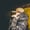 Dreadnaught