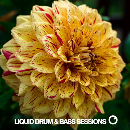 Liquid Drum & Bass Sessions Vol 11 album by Dreazz - Drum and Bass Cover Art