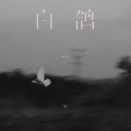 白鸽 album by TC - Drum and Bass Cover Art