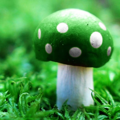 Magic Mushrooms album by Mr Traumatik - Drum and Bass Cover Art