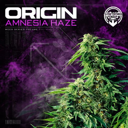 Amnesia Haze album by Origin - Drum and Bass Cover Art