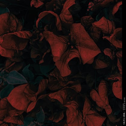 Desire album by LaMeduza & Vibe Chemistry - Drum and Bass Cover Art